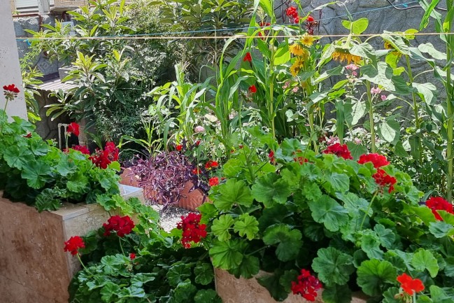 اجاره ویلای ساحلی تیجا-میجا در زیباکنار