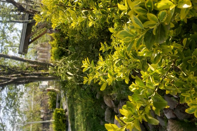 اجاره ویلای اسپیناز یک تالش