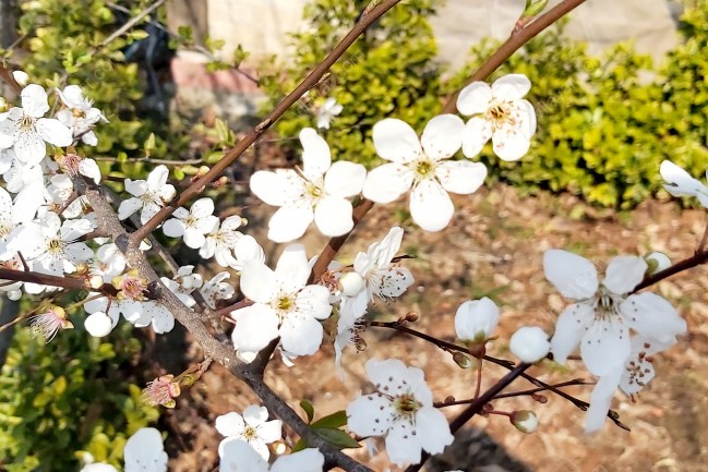 اجاره ویلای اسپیناز یک تالش