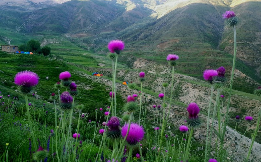 روستای نوا و دشت زیبای آزو در لاریجان آمل