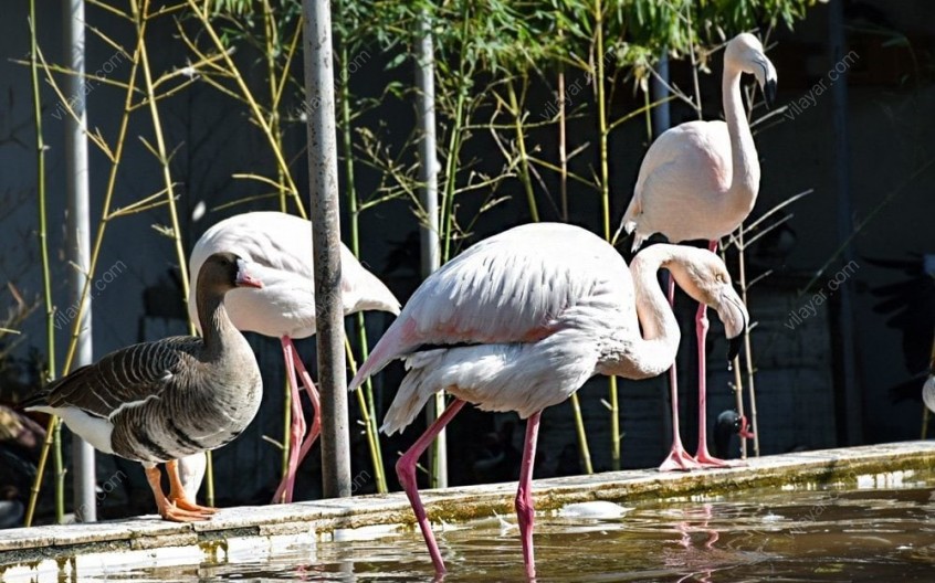 باغ پرندگان آستارا، اولین و تنهاترین در گیلان