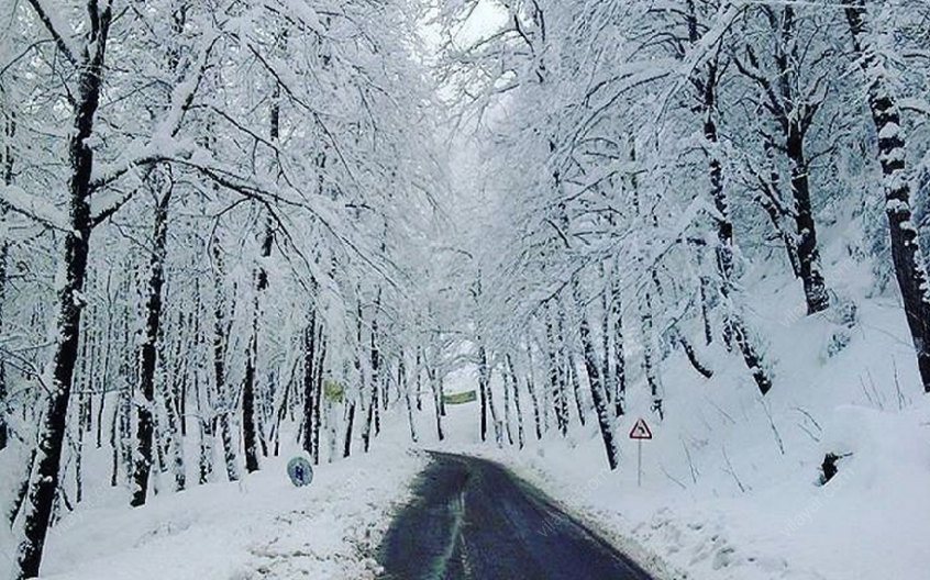 جنگل دالخانی؛ قطعه ای از بهشت در ایران