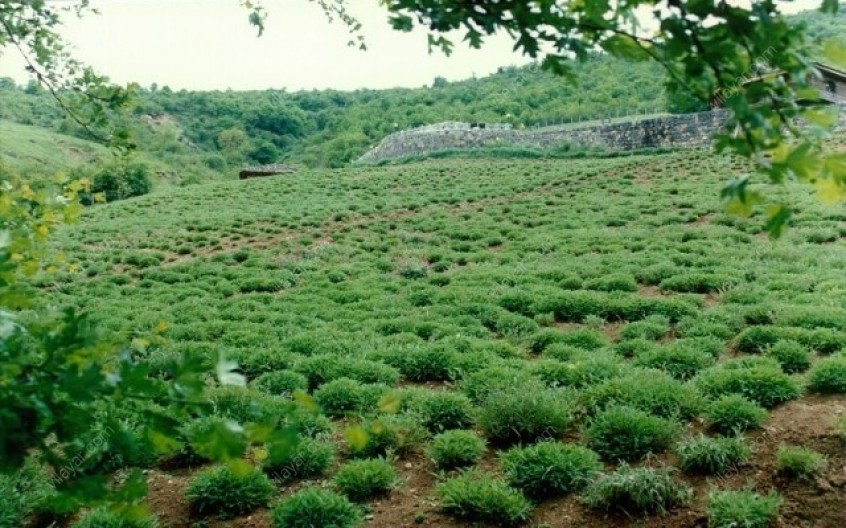 کندلوس؛ روستایی با آوازه خوش در جهان