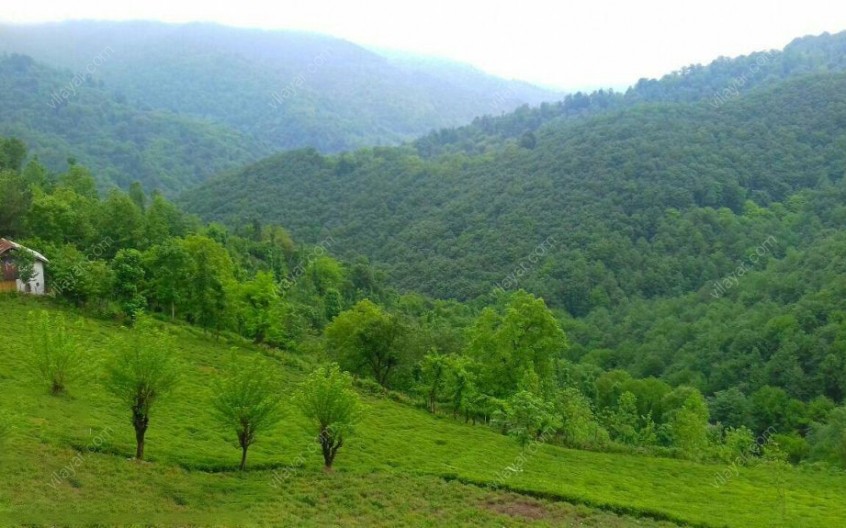 جاده جنگلی سیاهکل؛ مسیری که در آن زمان بی ‌معنی می ‌شود