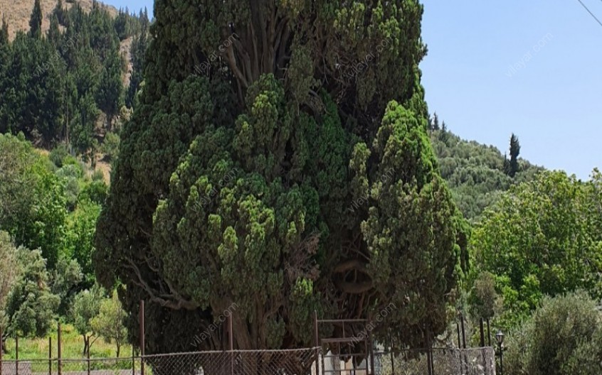 سرو هرزویل؛ جواهر سبز گیلان