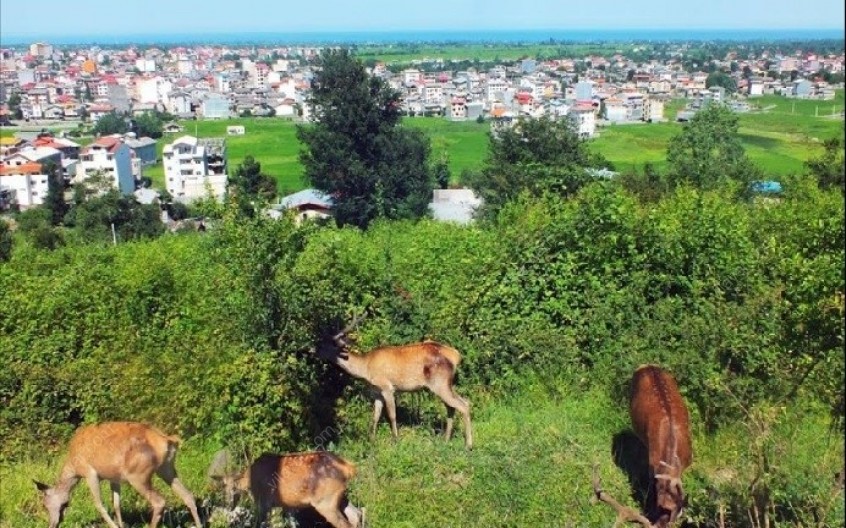 پارک جنگلی سیاهداران تالش؛ نگینی درخشان در مخمل سبز طبیعت تالش