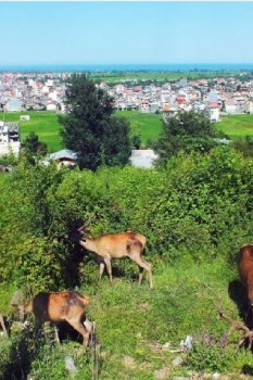 پارک جنگلی سیاهداران تالش؛ نگینی درخشان در مخمل سبز طبیعت تالش