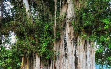 درخت انجیر معابد قشم با قدمت 500 سال در هرمزگان