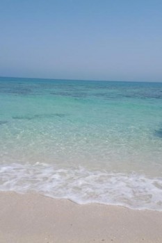 جزیره شیدور یکی از بکرترین جزایر خلیج فارس با وسعت 2/1 کیلومتر