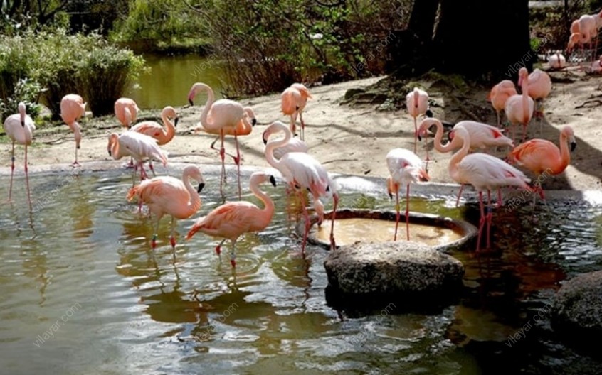 باغ پرندگان کیش؛ میزبان بیش از 50 گونه پرنده از سراسر جهان