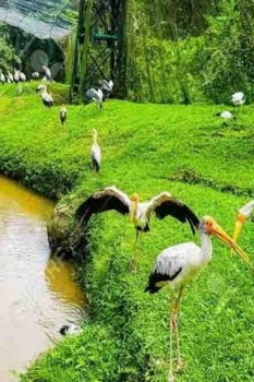 باغ پرندگان کیش؛ میزبان بیش از 50 گونه پرنده از سراسر جهان