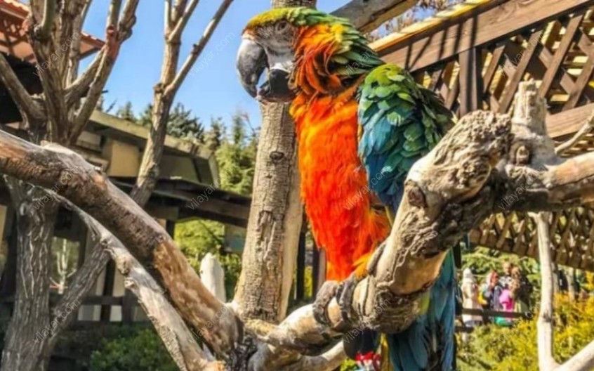 باغ پرندگان کیش؛ میزبان بیش از 50 گونه پرنده از سراسر جهان