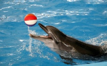 پارک دلفین کیش؛ ستاره های هوشمند جزیره