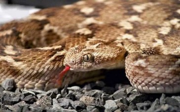 نمایشگاه خزندگان کیش؛ فرصتی برای تماشای دنیای وحشی از نزدیک