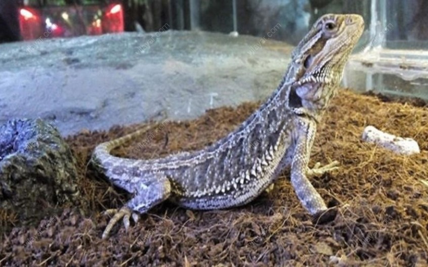 نمایشگاه خزندگان کیش؛ فرصتی برای تماشای دنیای وحشی از نزدیک