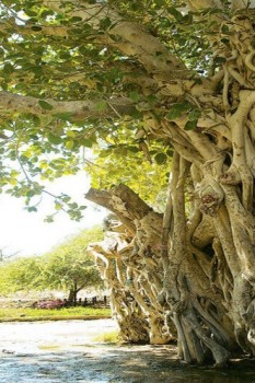 درخت سبز کیش با شاخه های در هم تنیده و ریشه های هوایی