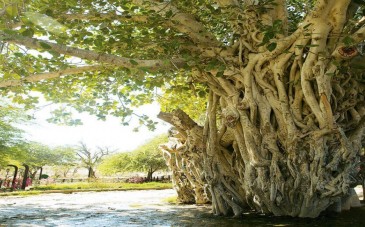 درخت سبز کیش با شاخه های در هم تنیده و ریشه های هوایی