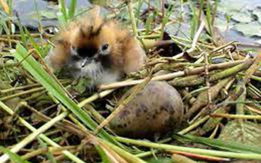 تالاب ذوالبین؛ از جاهای دیدنی هشترود