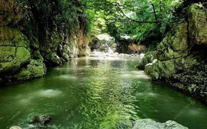 جنگل تنگه دار نوشهر، سرزمین رازهای سبز و نغمه‌های طبیعت