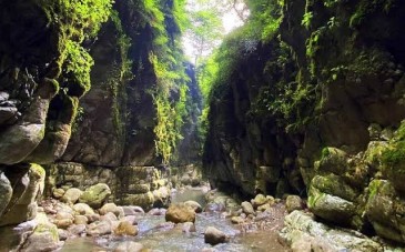 جنگل تنگه دار نوشهر، سرزمین رازهای سبز و نغمه‌های طبیعت