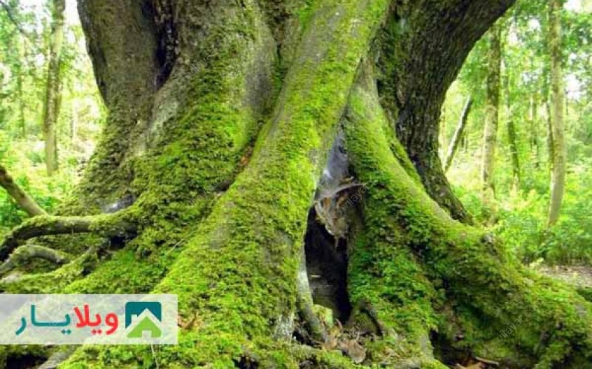 راهنمای پیک نیک یک روزه به جنگل سی سنگان نوشهر