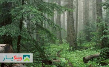 راهنمای پیک نیک یک روزه به جنگل سی سنگان نوشهر