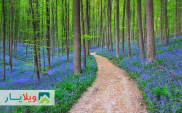 عکس ها و راهنمای سفر به جنگل های راش سوادکوه مازندران