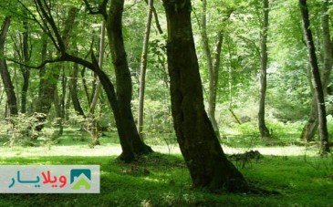 جنگل گردی متفاوت با حضور در پارک جنگلی چهار فصله کشپل