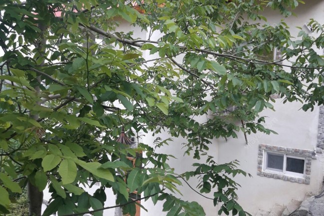 اجاره ویلا جنگلی  در شیرگاه سواد کوه